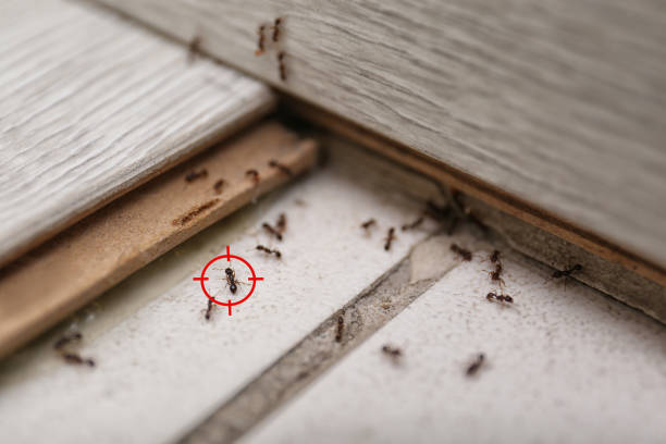 Best Flea Control Services  in Honey Grove, TX