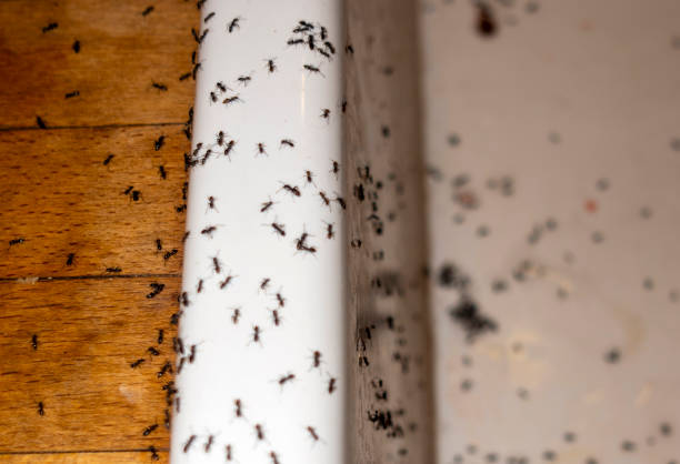 Best Best Pest Control Near Me  in Honey Grove, TX